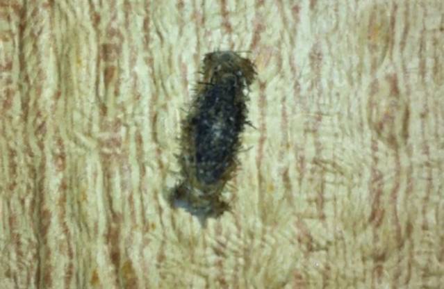 Identificazione Larva